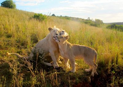 Botlierskop Safari